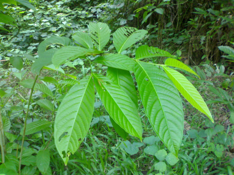 Leaves Of Banaba