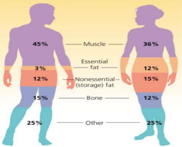 Difference Between Weight  Loss And Fat Loss