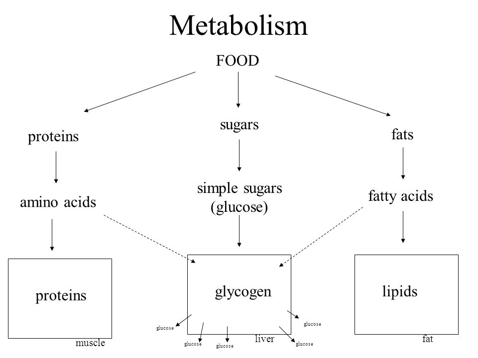 Metabolism Diagram